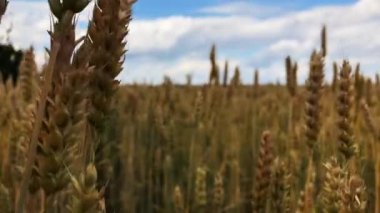 Güneşli bir günde bir buğday veya çavdar tarlası.