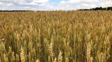 Güneşli bir günde bir buğday veya çavdar tarlası.