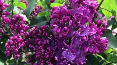Güneşli bir günde leylak çiçeği.
