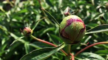 Güneşli bir günde çiçek açan şakayık tomurcuk.