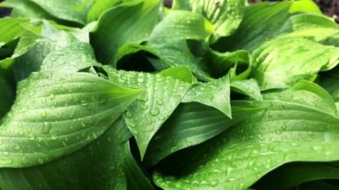 Taze Yeşil Yaprakları Yağmur damlaları ile Arka Plan.