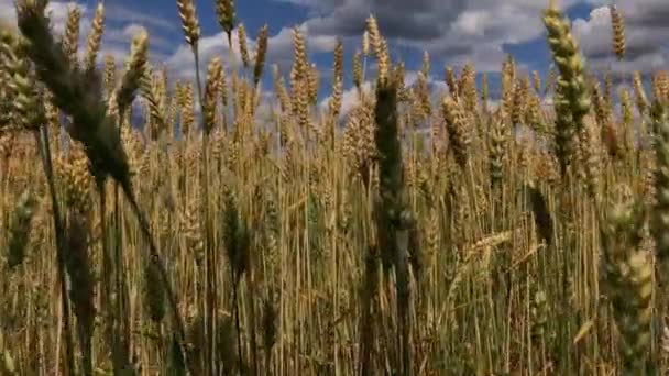 Een veld van tarwe of rogge op een zonnige dag. — Stockvideo