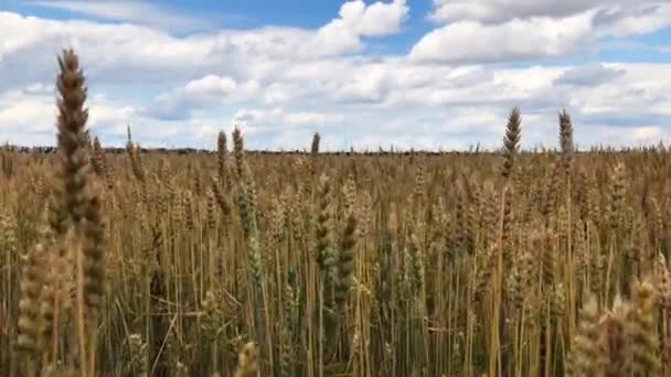 Un campo de trigo o centeno en un día soleado . — Vídeos de Stock