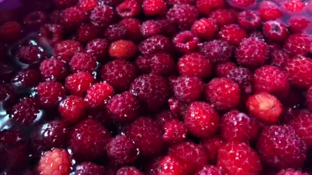 Red raspberries in a cup of water. — Stock Video