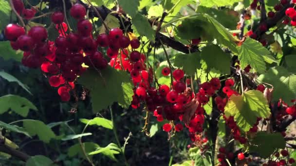 Grosellas rojas en una rama en un día soleado . — Vídeo de stock