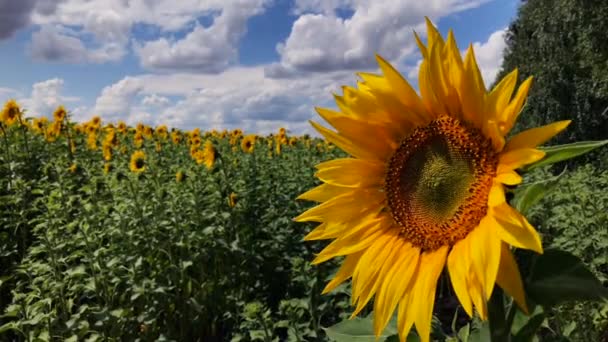 Un champ de tournesols en fleurs par une journée ensoleillée.