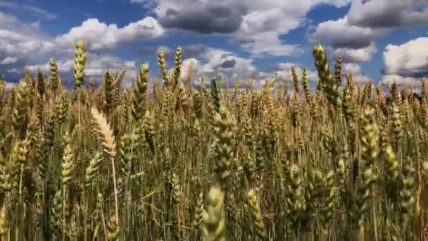 Um campo de trigo ou centeio num dia ensolarado . — Vídeo de Stock