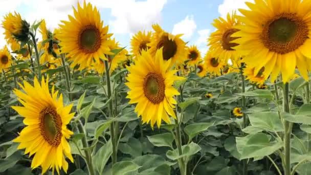 Un champ de tournesols en fleurs par une journée ensoleillée.