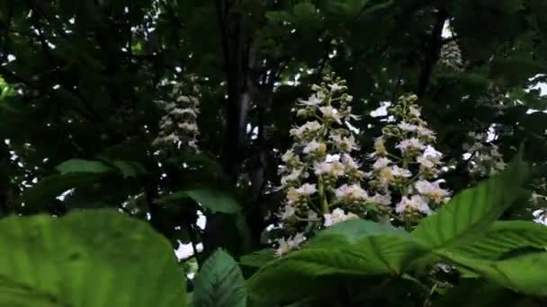 Blommande kastanj på våren på en solig dag. — Stockvideo