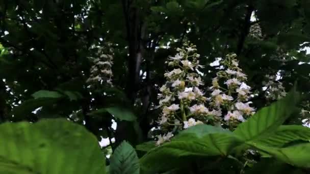 Blühende Kastanien im Frühling an einem sonnigen Tag. — Stockvideo