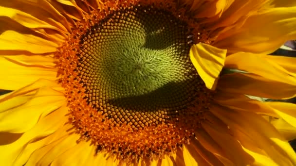 Schöne Sonnenblume an einem sonnigen Tag aus nächster Nähe. — Stockvideo