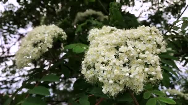 White rowan florece en un día soleado en primavera . — Vídeo de stock