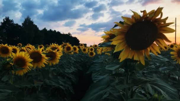 Un campo de girasoles florecientes con una hermosa puesta de sol en el fondo . — Vídeo de stock