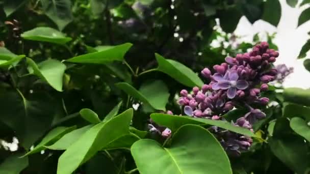 Lilac kvete za slunného dne. — Stock video