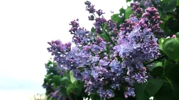 Lilac kvete za slunného dne. — Stock video