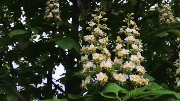 Castaño floreciente en primavera en un día soleado . — Vídeos de Stock