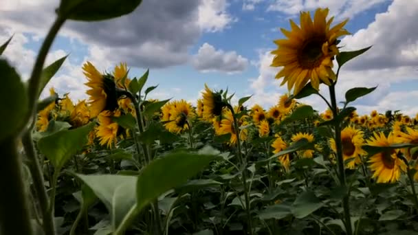 A virágzó napraforgók mezeje egy napsütéses napon. — Stock videók