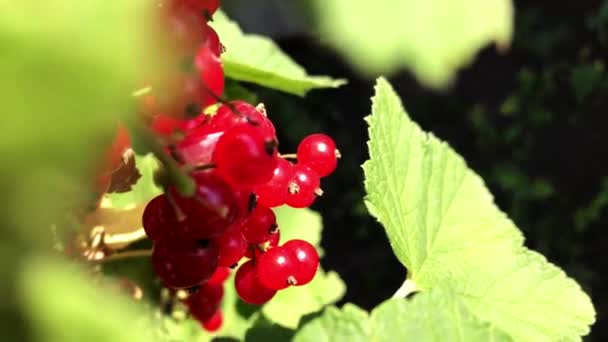 Red currants on a branch on a sunny day. — Stock Video