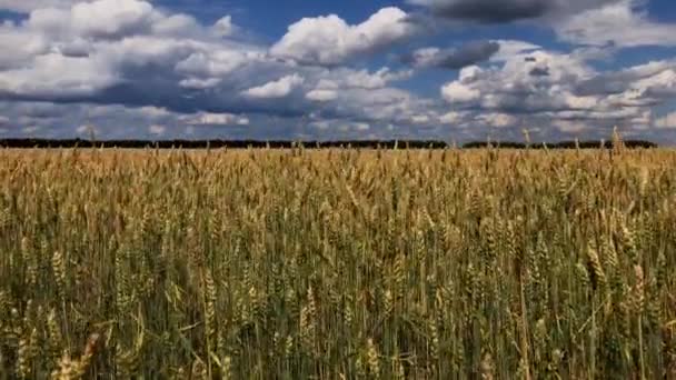 Un champ de blé ou de seigle par une journée ensoleillée .