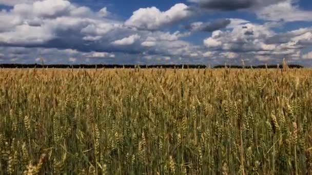 Ein Feld Weizen oder Roggen an einem sonnigen Tag. — Stockvideo