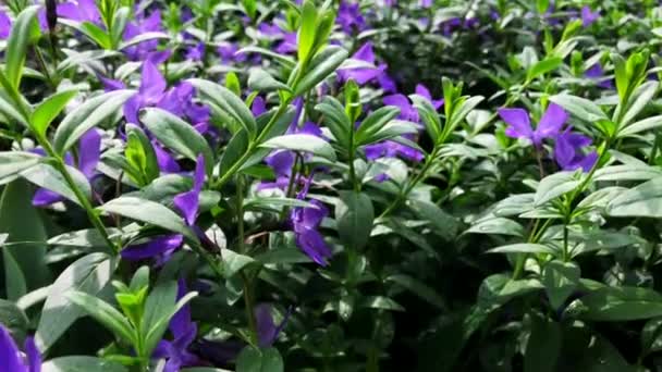 Flores de campo. Flores silvestres púrpuras en un campo . — Vídeos de Stock