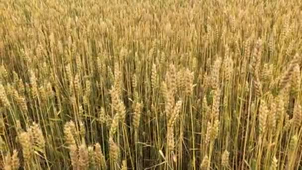 Pole pšenice nebo žita za slunečného dne. — Stock video