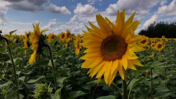 Een veld van bloeiende zonnebloemen op een zonnige dag. — Stockvideo