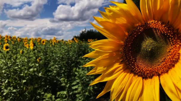 Een veld van bloeiende zonnebloemen op een zonnige dag. — Stockvideo