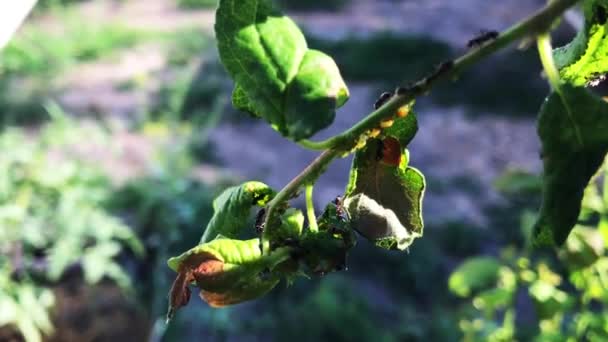 Un gran número de hormigas en una rama . — Vídeo de stock