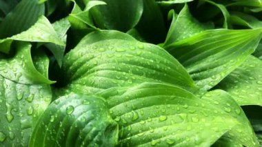 Taze Yeşil Yaprakları Yağmur damlaları ile Arka Plan.