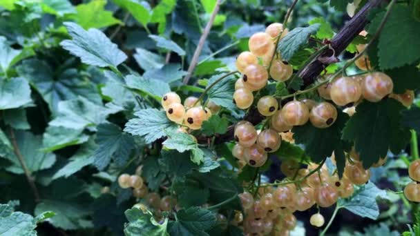 Red currants on a branch on a sunny day. — Stock Video