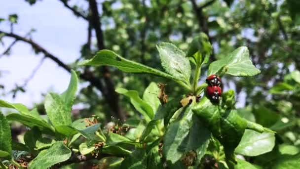 Biedronka na zielonej gałęzi w sezonie krycia. — Wideo stockowe