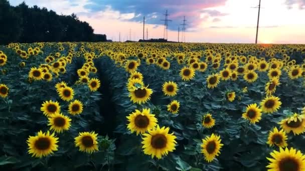 Pole kvetoucích slunečnic s nádherným západem slunce na pozadí. — Stock video