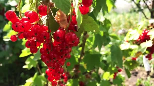Corinto vermelho em um ramo em um dia ensolarado . — Vídeo de Stock