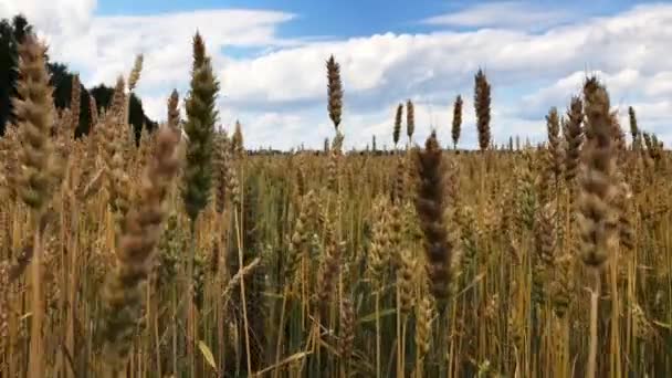 Un campo di grano o segale in una giornata di sole . — Video Stock