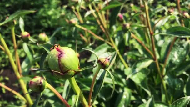 Blooming peony bud on a sunny day. — Stock Video