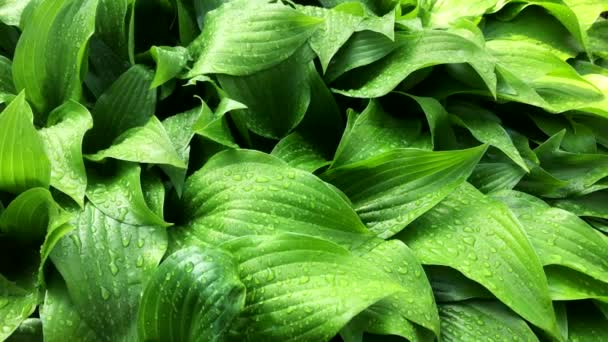 Hojas verdes frescas Fondo con gotas de lluvia . — Vídeos de Stock