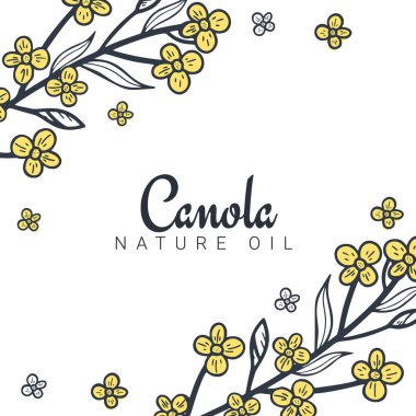 Kolza tohumu ve kanola yağı afişleri. Nature Organic ürün.