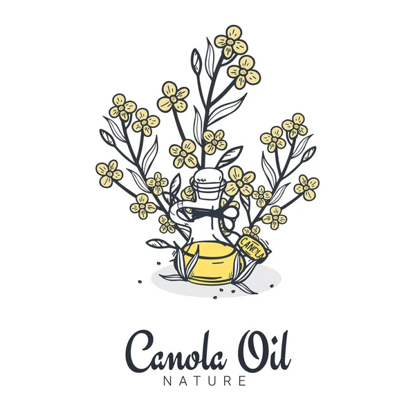 Bandeiras de colza e óleo de canola. Natureza Produto orgânico . —  Vetores de Stock