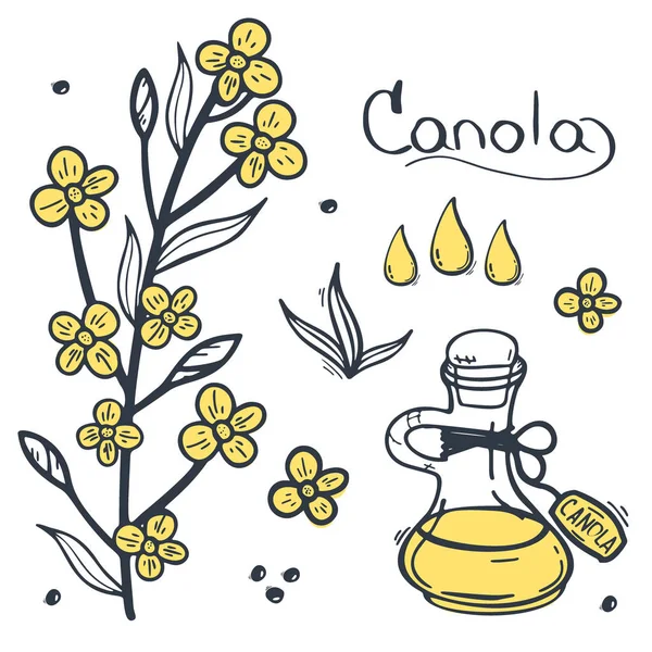 Bandeiras de colza e óleo de canola. Natureza Produto orgânico . —  Vetores de Stock