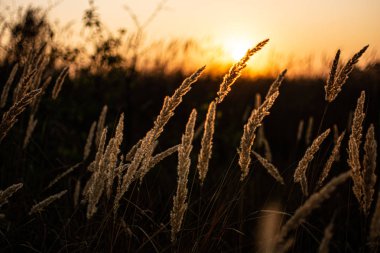 Şafakta, sonbahar beklentisiyle