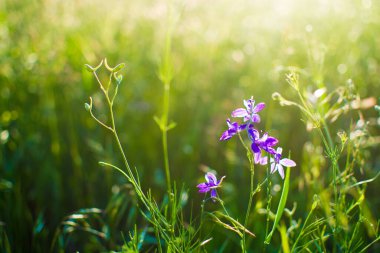 Yeşil çayırdaki mavi kır çiçekleri. Gün batımında parlak bir çayır ile ılık bir bahar akşamı. Altın batan güneşin ışığında çim silueti. Güneş ışınları ile güzel doğa manzarası.