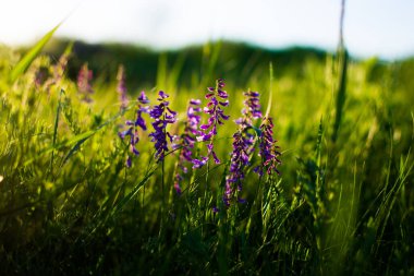 Yeşil çayırdaki mavi kır çiçekleri. Gün batımında parlak bir çayır ile ılık bir bahar akşamı. Altın batan güneşin ışığında çim silueti. Güneş ışınları ile güzel doğa manzarası.
