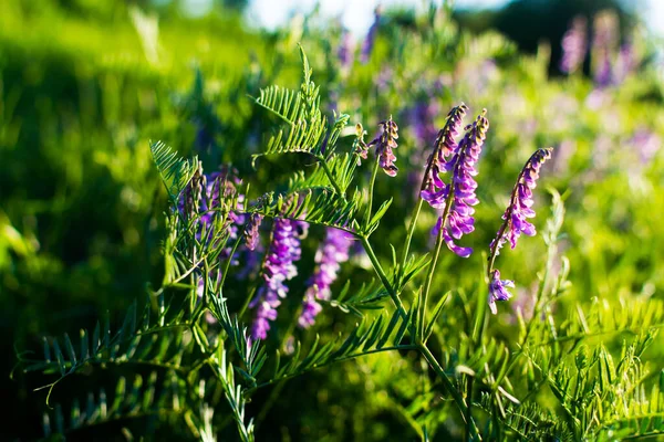 Flores Silvestres Azuis Prado Verde Noite Primavera Quente Com Prado — Fotografia de Stock