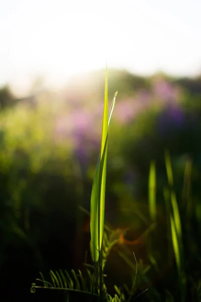 Warme Voorjaarsavond Met Een Kleurrijke Levendige Weide Tijdens Zonsondergang Gras — Stockfoto