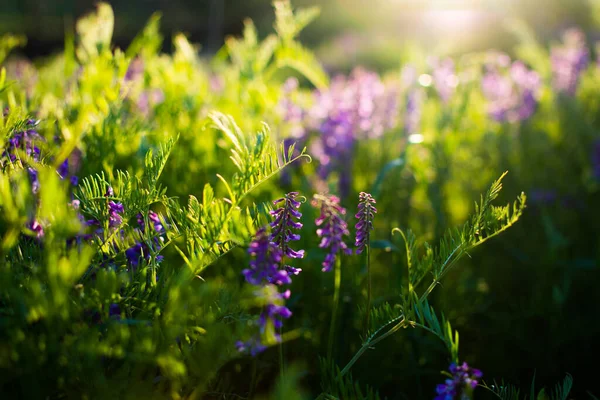Голубые Полевые Цветы Зеленом Лугу Теплый Весенний Вечер Ярким Лугом — стоковое фото