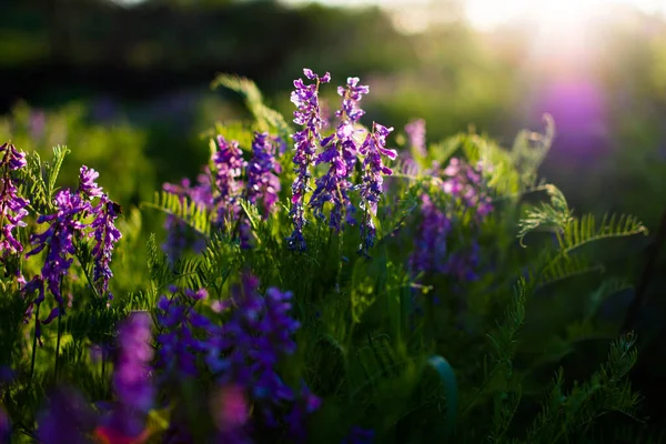 Blauwe Wilde Bloemen Een Groene Weide Warme Voorjaarsavond Met Een — Stockfoto