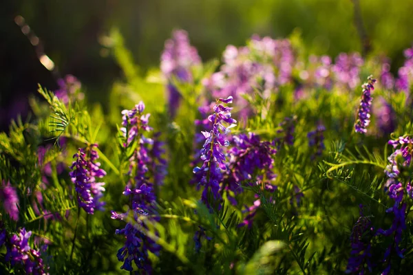 Blauwe Wilde Bloemen Een Groene Weide Warme Voorjaarsavond Met Een — Stockfoto