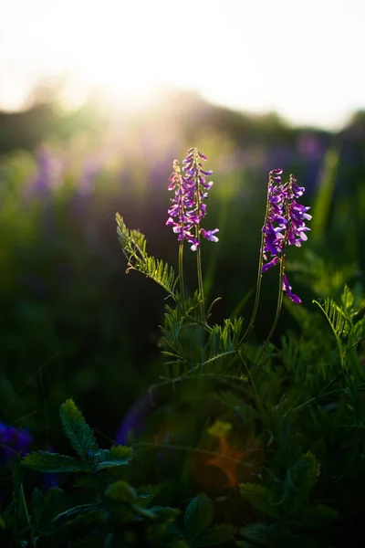 Blauwe Wilde Bloemen Een Groene Weide Warme Voorjaarsavond Met Een — Stockfoto