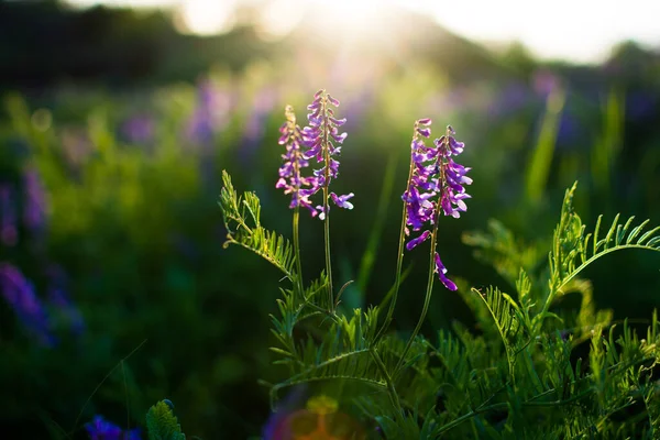 Blauwe Wilde Bloemen Een Groene Weide Warme Voorjaarsavond Met Een — Stockfoto